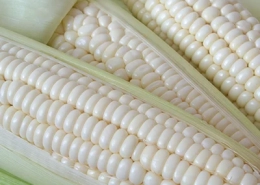 White maize shortage – first imported vessel offloaded in Durban