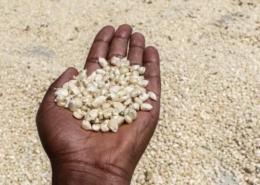 Kenya to accept GM cereals and oilseeds