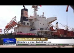 SA yellow maize exports to China continue to draw attention